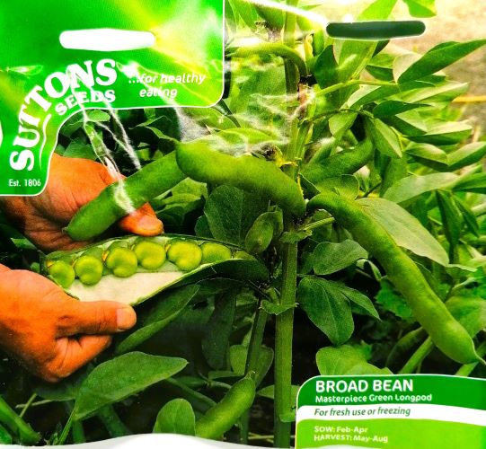 Broad Bean Masterpiece Seeds Irish Plants Direct